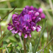 Trifolium burchellianum - Photo (c) Brendan Cole,  זכויות יוצרים חלקיות (CC BY-NC-ND), הועלה על ידי Brendan Cole