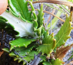 Hermas quinquedentata