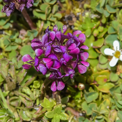 Trifolium burchellianum