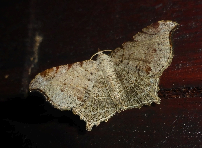 Chiasmia tessellata