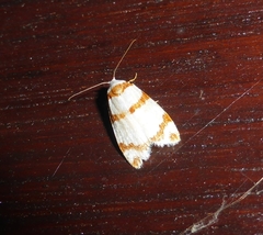 Thermograpta rufizonata