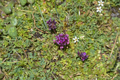 Trifolium burchellianum