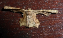 Monobolodes pernigrata