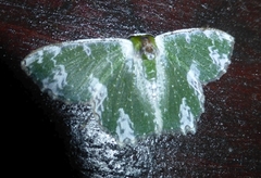 Eucyclodes albilauta