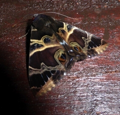 Leistera pulchristrigata