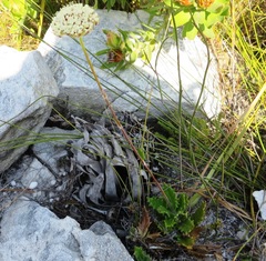 Hermas quinquedentata