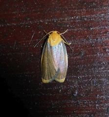 Darantasia cyanifera