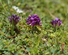 Trifolium burchellianum