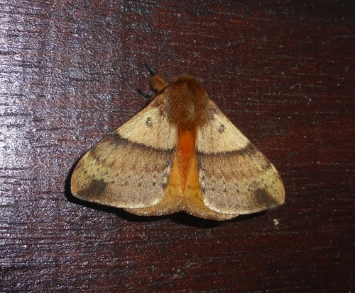 Cotana erectilinea