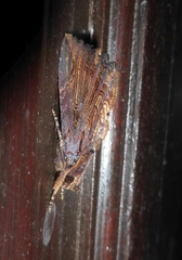 Ercheia styx