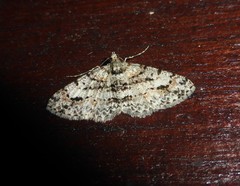 Myrioblephara flexilinea