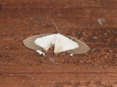 Cyphura caudiferaria