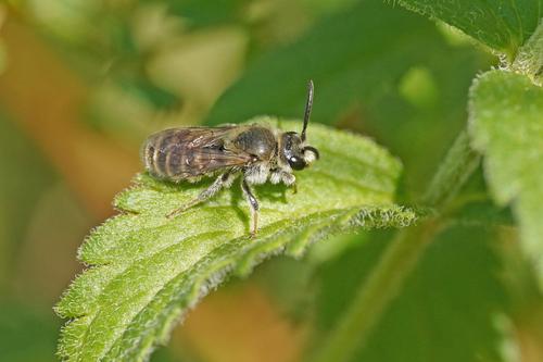 Rophites canus