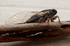 Birrima castanea