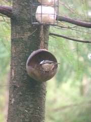 Periparus ater britannicus