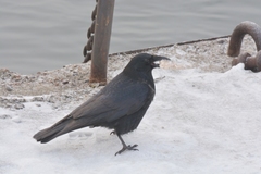 Corvus corone