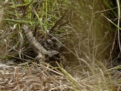 Caprimulgus climacurus