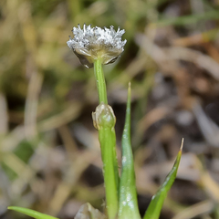 Eriocaulon dregei
