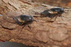 Birrima castanea
