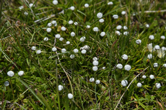 Eriocaulon dregei
