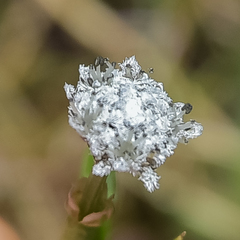Eriocaulon dregei