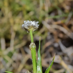Eriocaulon dregei