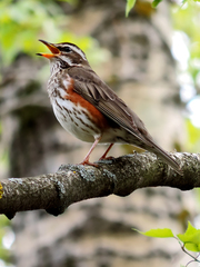 Redwing photo 5