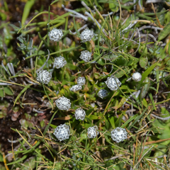 Eriocaulon dregei