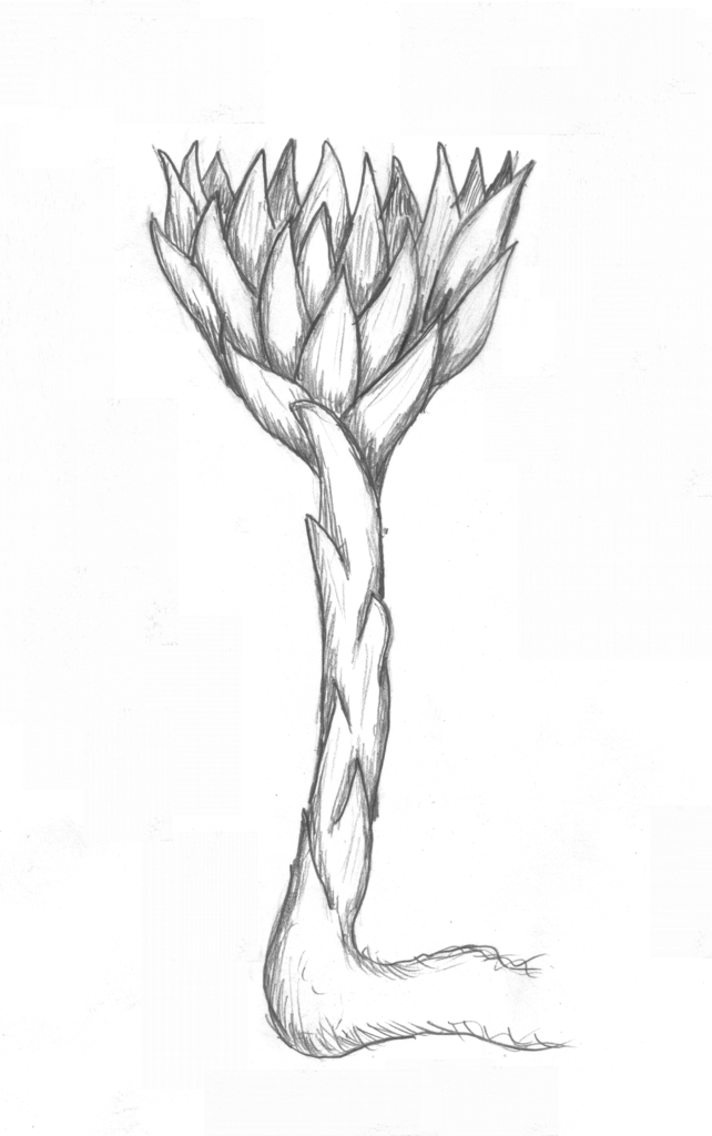 Rhizanthellinae