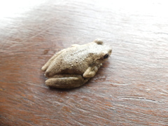 Litoria rothii