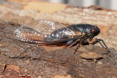 Birrima castanea