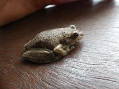 Litoria rothii