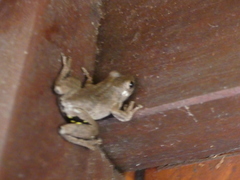 Litoria rothii