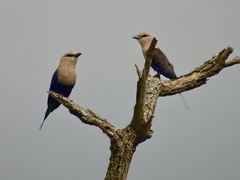 Coracias cyanogaster