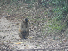 Dendrolagus lumholtzi