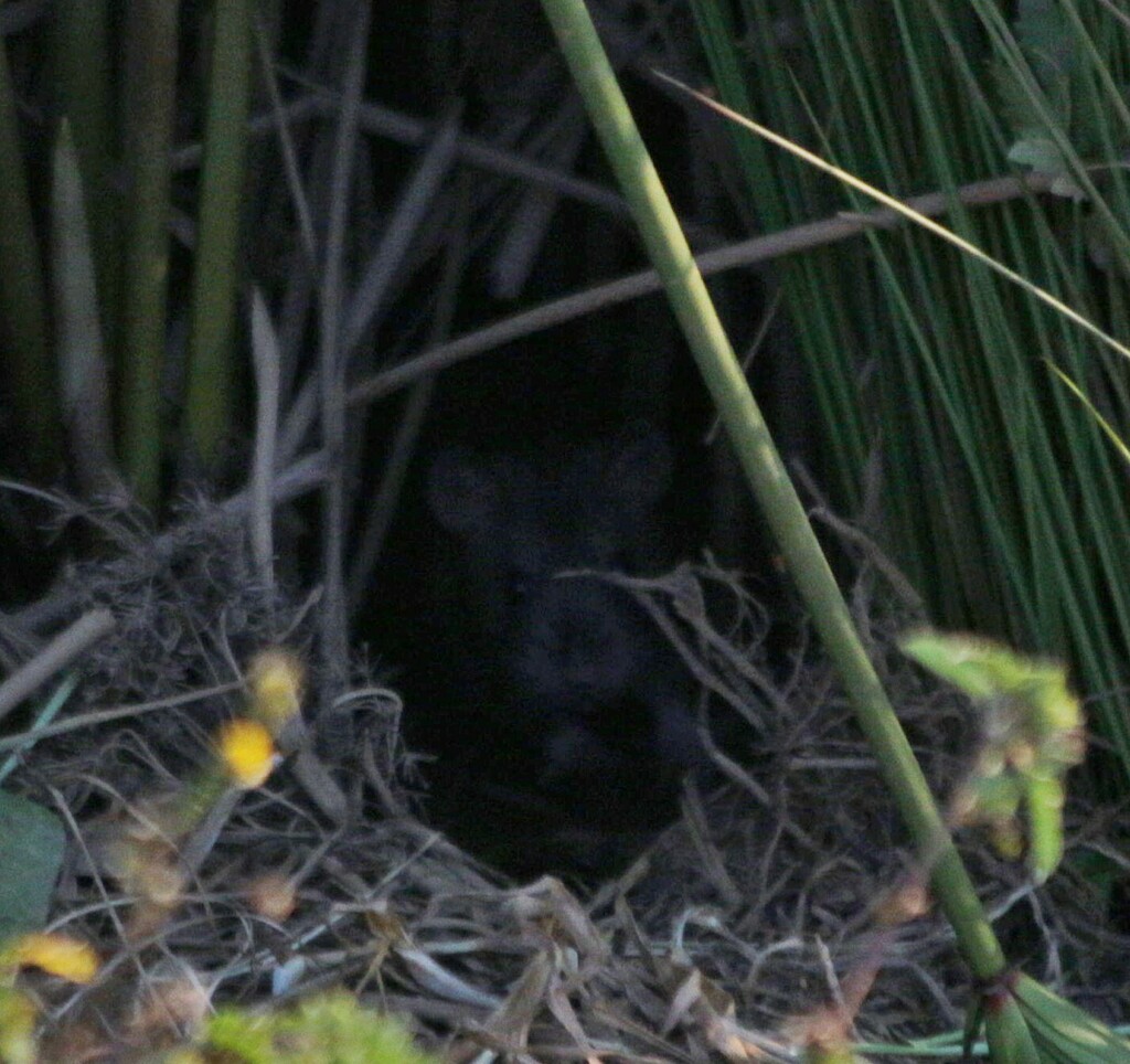 Southern Vlei Rat from Lynnwood Glen, Pretoria, 0081, South Africa on ...