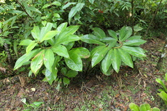 Costus amazonicus