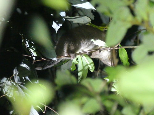 Lemur-like Ringtail