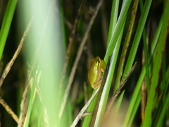 Pelodryadidae