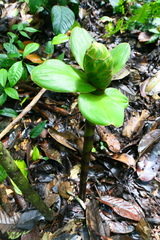 Costus amazonicus