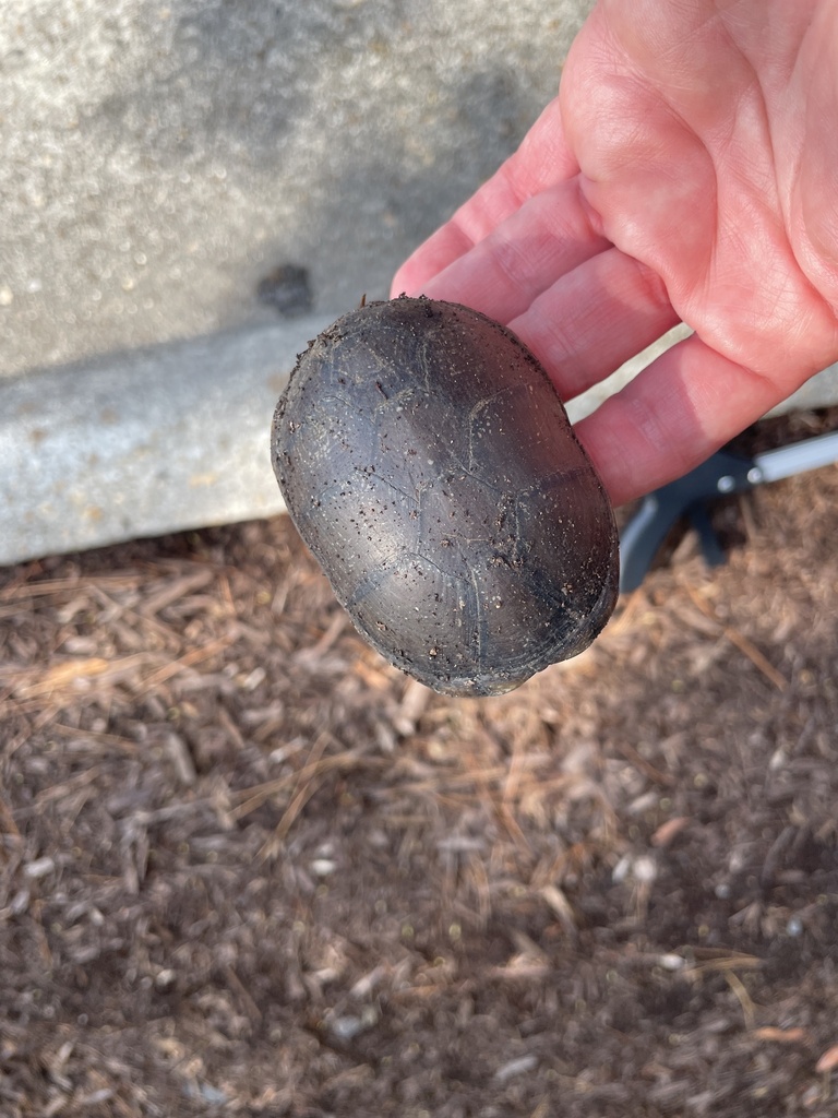 Eastern Mud Turtle from Chesapeake Expy, Chesapeake, VA, US on June 26 ...