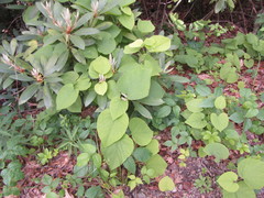 Aristolochia macrophylla