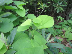 Aristolochia macrophylla