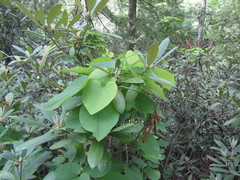 Aristolochia macrophylla