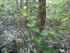 Aristolochia macrophylla