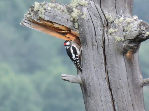Veliki djetlić (Dendrocopos major)