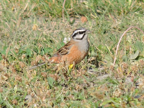 Strnadica cikavica (Emberiza cia)