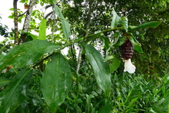 Costus acreanus