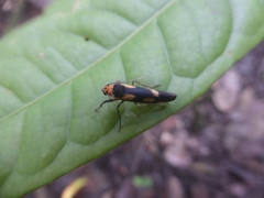 Chrysoscota vagivitta