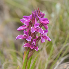 Disa stricta